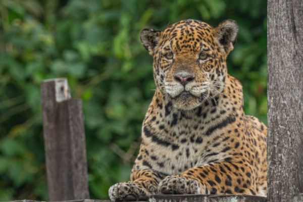 ブラジルの旅