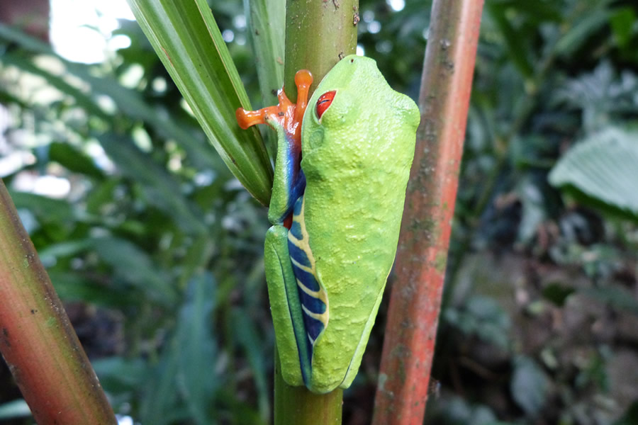 アカメアマガエル