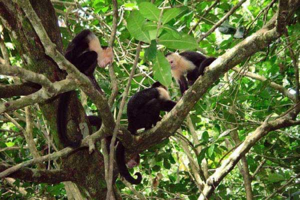 マヌエル・アントニオ国立公園