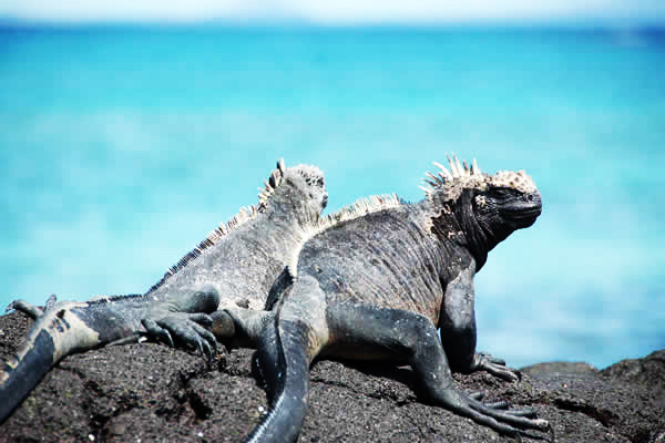 ガラパゴス旅行の一覧画像