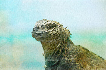 ガラパゴスのイメージ