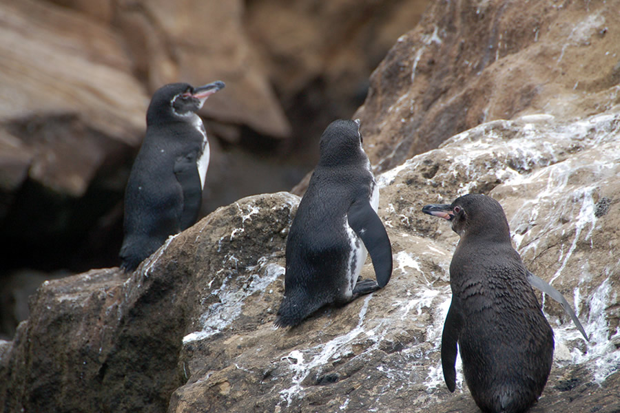 ガラパゴスペンギン