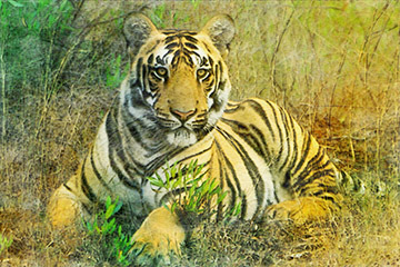 India_photo