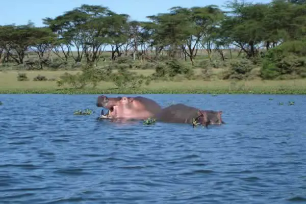 ナイバシャ湖