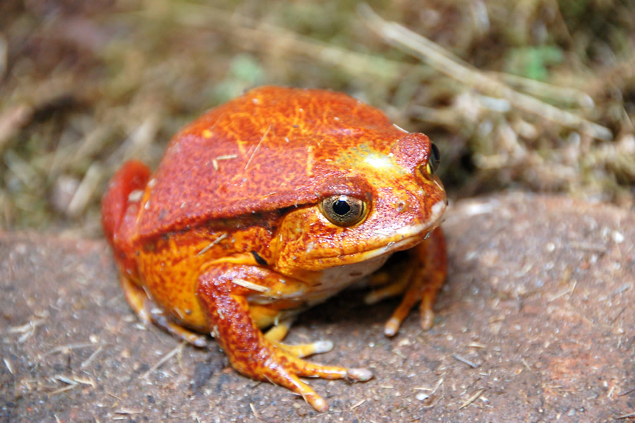 トマトガエル
